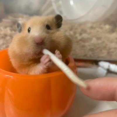 idb_r2's profile picture. 動物看護師専攻 主にインスタ