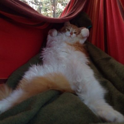 takasino's profile picture. 『週刊プレイボーイ』でグラビアを担当。