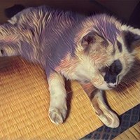 ミラ猫 (@miralaca1) 's Twitter Profile Photo ミラ猫 (@miralaca1) 's Twitter Profile Photo