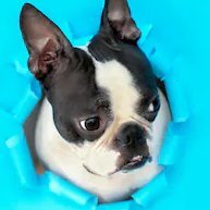 prog_dog's profile picture. just listening and learning