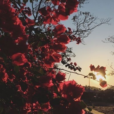 Hasos_a_'s profile picture. 