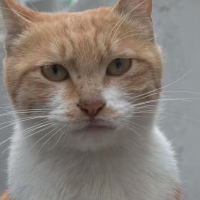 playdonut's profile picture. Yangster who wants to create a better America