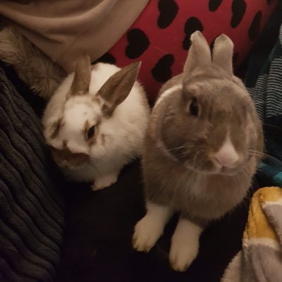We are Liam and Freckle! We live in Burnham on sea England! Liam is named after mummies favourite artist! follow us 💜🥕🐰