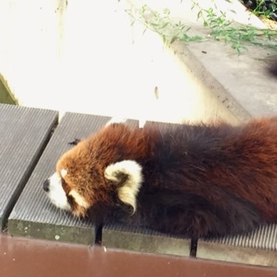 micomico53's profile picture. 長男2019夏と次男2022夏の育児アカウントです。ゆる知育/おうち英語/絵本/料理/工作/無言フォロー失礼します。