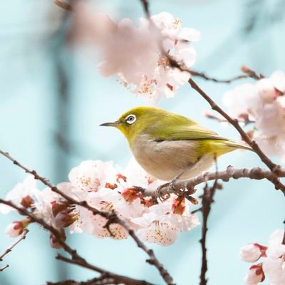 새를 좋아하는 박사과정 | PhD. student majoring forestry 🎓 | 새 얘기와 연구 얘기, 직접 찍은 사진📸이 주로 올라옵니다! | Birds, research, and some pictures of them!