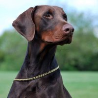 Dobiemoma (@tilly_nahladobe) 's Twitter Profile Photo