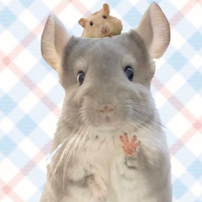 ハムスターうにとチンチラいくらの飼い主かおりです🐹🐭🙋‍♀️ Instagram、そのほかは下のリンクからどうぞ🧚‍♀️ ご連絡はインスタDMへお願いいたします