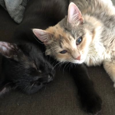 We are Bast and Enyo!  We are both partially blind rescue kitties😽 We tend to antagonize our other rescue sisters and brother🧶