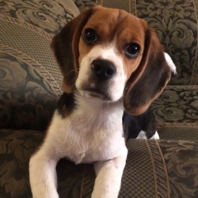 BeaglesToby's profile picture. They tell me little Toby, I already turned 2, I like to play and run. 🐶 Me dicen el pequeño Toby, ya cumpli 2 años, me gusta jugar y correr. 🐾