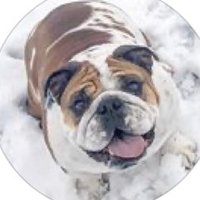 Dunkin. The Bulldog.(@dunkin_bulldog) 's Twitter Profile Photo