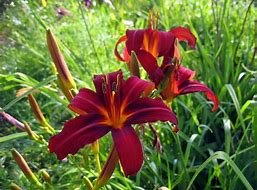 Daylilies are wonderful performers in the garden and very easy to grow. The  range of colours  available  today  are outstanding.