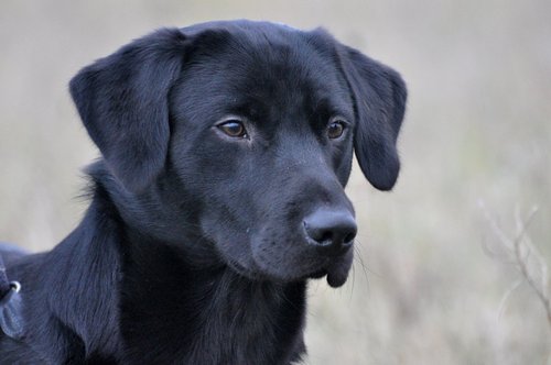 KoosKommers's profile picture. 