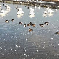 くまりん (@tmine01322813) Twitter profile photo