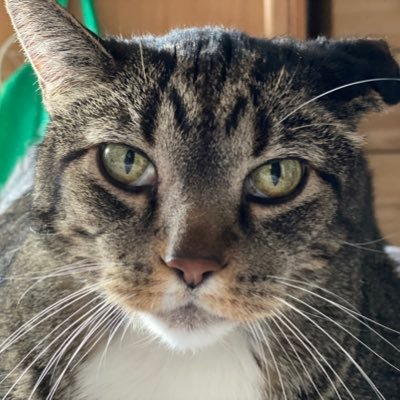 mythicsage's profile picture. 