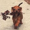 PpTinkerbell's profile picture. 