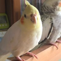 かめりんR (@aslwfm) 's Twitter Profile Photo かめりんR (@aslwfm) 's Twitter Profile Photo