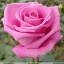 Ingrid Camacho - @net_verito - Twitter