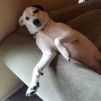 Daywoo (@boomtown85) 's Twitter Profile