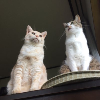 U2WlHNetWkJ8YqK's profile picture. キタノ・マタタビです。 趣味垢で猫の事を呟いた時の周りとの温度差に耐えきれず猫垢作っちゃいました。 主に僕の子供達の事を呟きます。 無言フォローお許しください……