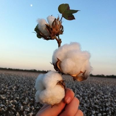 Cotton Purchase Manager