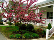 LynnfieldPubLib's profile picture. 