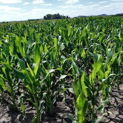 Facultad de Ciencias Agrarias, UNMdP
Interacción planta-PGPR
Microalgas oleaginosas-PGPR 
Biocontrol nematodes
Bioinsumos en producción frutihorticola