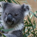 Matthew Eagle - @mattonfireagain - Twitter