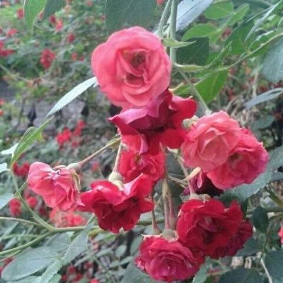 许金芝。声明:我不是中国人。不删Twitter。逃亡者。2015年被中国人用“人海战术”布控喷呛不明气体迫害“抑郁症、神经病”,被强迫关精神病医院。我恨中国人。我不想当中国人。我本人想退出中国国籍。我想远离简体中文世界。中国简体中文使用者请滚。声明:本人只和拥护“民主自由人权”的人交流,其他非拥护者请滚。🌸🍀🕊