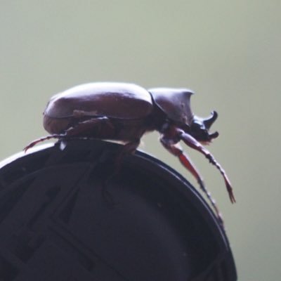 beaklink's profile picture. Goで競プロ精進中。 競プロはAHCがメイン。 https://t.co/bL6DRfNaUA 
https://t.co/n4OEnedAOS