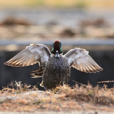 osaka/photo/camera/birder
淀川河川敷の鳥を見てる