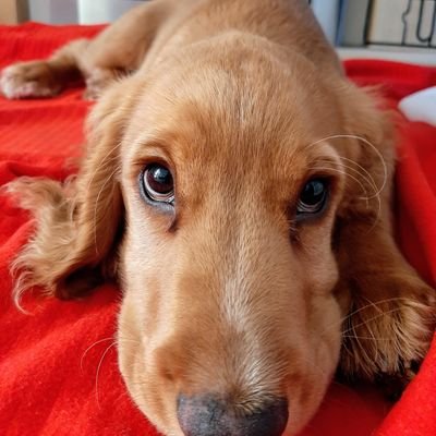 Cocker Spaniel, head of my household, in charge of some humans.