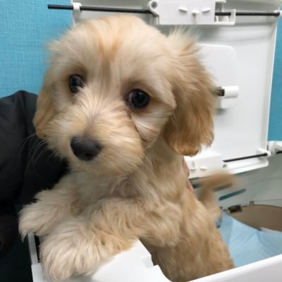 マルックスのくぅ マルックスのくぅちゃんのサイズです マルックスにしては小さめなのかな 片手で持てるサイズです マルックス マルチーズ ミニチュアダックス いぬのきもち 7ヶ月 体重 子犬 小犬 小型犬