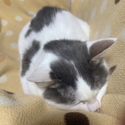 junki0829gt's profile picture. ギターのお手入れキュキュッキュキュ♡