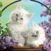 Memona Nawaz (@memona_nawaz) Twitter profile photo Memona Nawaz (@memona_nawaz) Twitter profile photo