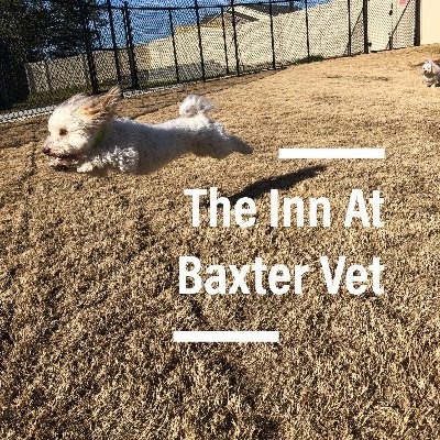 The Inn at Baxter Vet is a state of the art boarding facility offering high quality care in a friendly environment that your pet will love!
803-547-8387