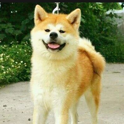 LilacWeng's profile picture. Hola!! Everybody!! I am not good at English,but I do the best~ Happy to see you here!!!