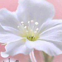 Om Hana (@om_alhaana) Twitter profile photo