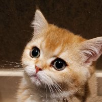 Selim Ok (@selimok) 's Twitter Profile
