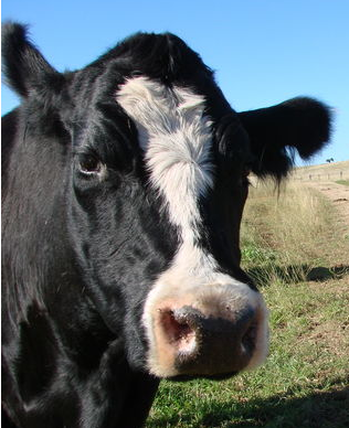 farmerjspeaks's profile picture. A farmer in Queensland who's got opinions.