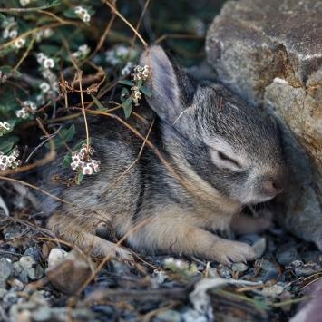 Don't wake the bunny
#StopAAPIHate
#BLM
#BuildBackBetter
#StandUptoJewishHate
Also a member of the #LuigiProtectionSquad