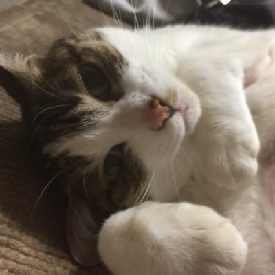つまぶき On Twitter Elona面白い ピアノを弾いただけで絶命した Elona