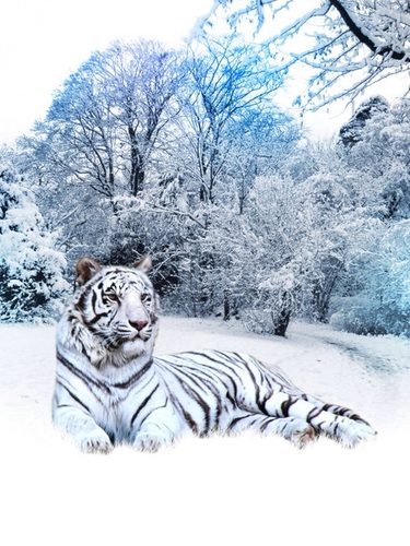 iMobiMaven's profile picture. 