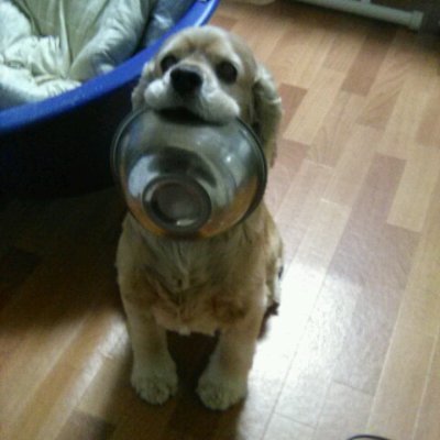 1209papa's profile picture. 飼い犬の名前でやってます！
声優さんが大好きです！
競馬も好きです！