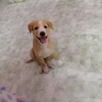 Viki (@viki_lfc) 's Twitter Profile