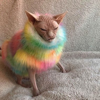 KBcoinhound's profile picture. Clueless crypto enthusiast