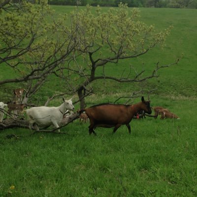 @SmallFarmDairy