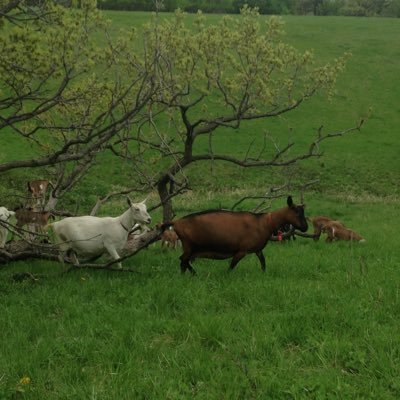 Farmer/Cheesemaker Love Nature, animals, and all the people who love good food.