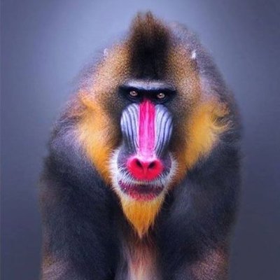 PoC_(raized) Profile