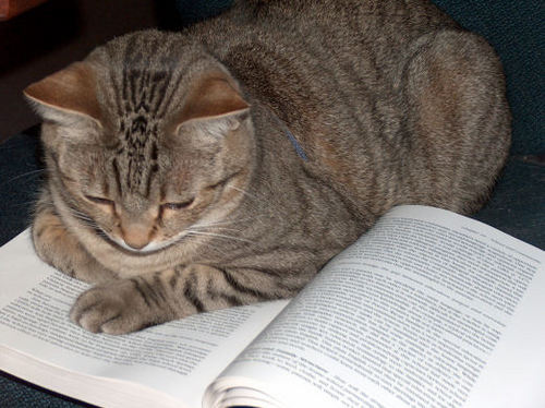 KatzBooks's profile picture. A writer, blogger, thinker, observer, teacher, artist, Sims4 player/creator, and sometimes comedienne. 
#Writers #amwriting #writerslife