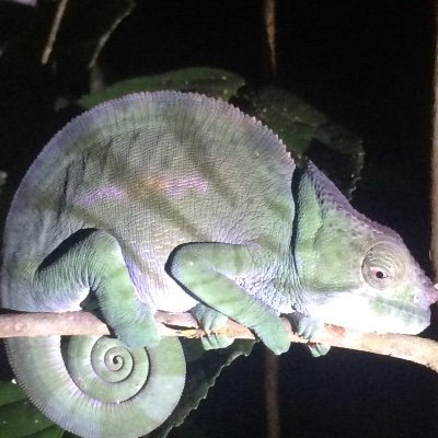 egayefacer's profile picture. Essential traveller.